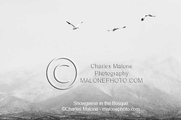 MalonePhoto.com - Snowgeese In The Bosque